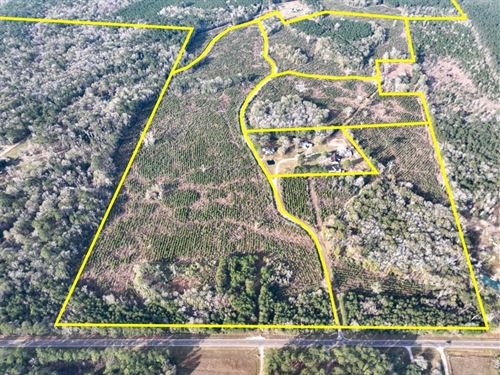 90 Acres, T-6B, Tall Cotton Rd : Saratoga : Hardin County : Texas