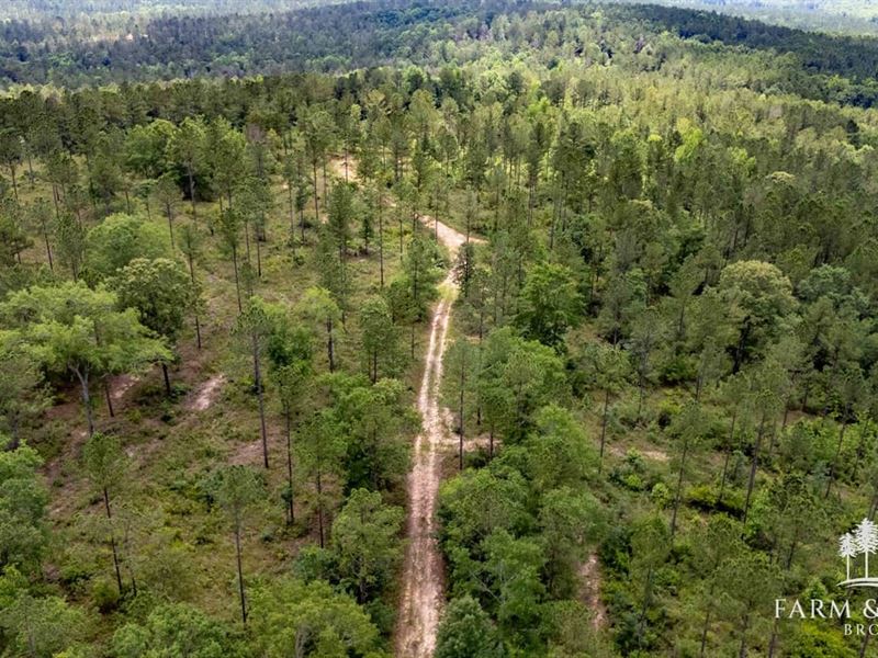 276 Ac Coffee Co, Sawtooth Tract : Jack : Coffee County : Alabama