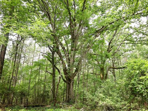 116.8 Acres in Lincoln Parish, LA : Ruston : Lincoln Parish : Louisiana