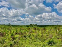 Conecuh Longleaf 36 : Evergreen : Conecuh County : Alabama