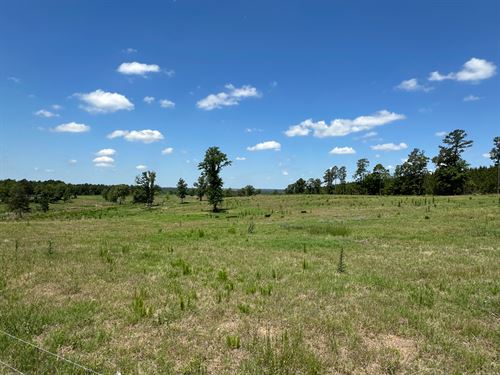79 Acre Cattle Farm : Hephzibah : Richmond County : Georgia