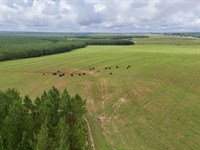 10 Shy Ranch and Timber : Clopton : Henry County : Alabama