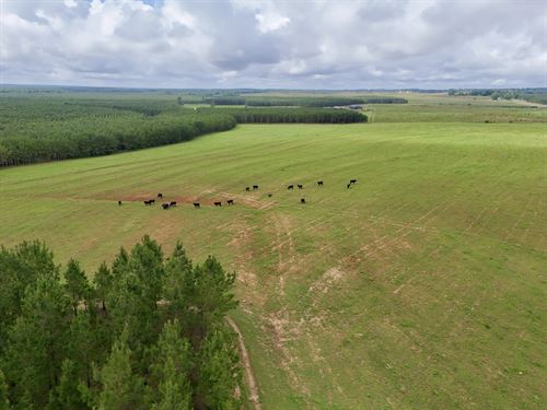 10 Shy Ranch and Timber : Clopton : Henry County : Alabama