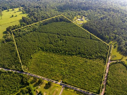 48 Acres, T-1, Ellis West Road : Pitkin : Rapides Parish : Louisiana