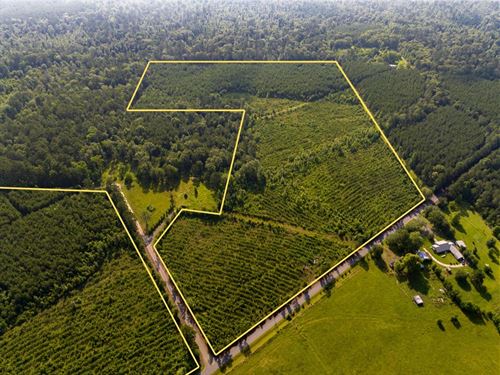 41 Acres, T-2, Ellis West Road : Pitkin : Rapides Parish : Louisiana
