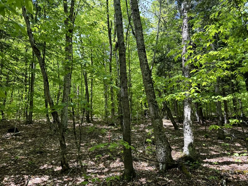 Build Your Dream Cabin : Chester : Warren County : New York