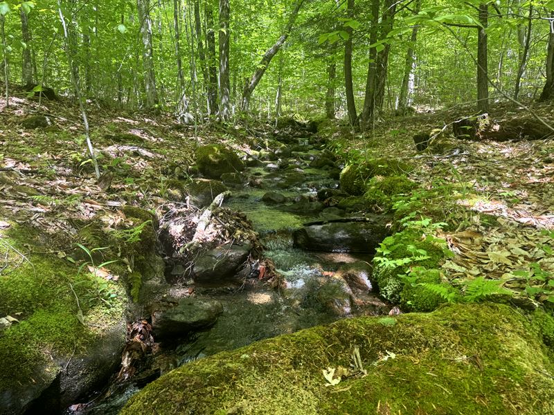 Forest Trails and Adirondack Views : Chester : Warren County : New York
