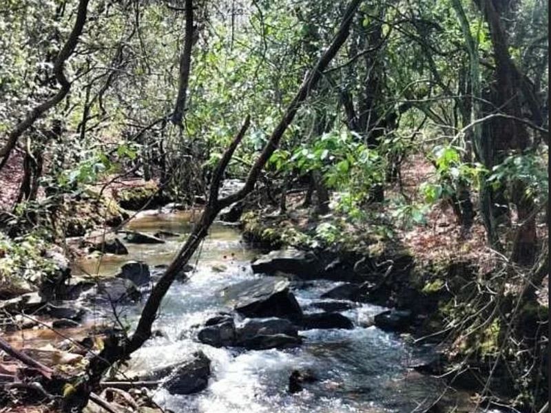 40 Ac, Eclectic, AL : Eclectic : Elmore County : Alabama