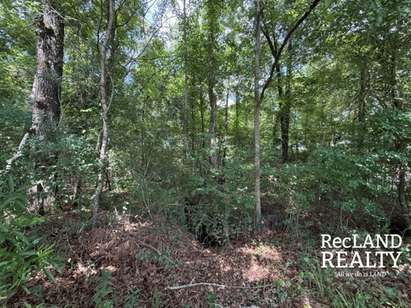67.4 ac, Timberland to Develope : Bastrop : Morehouse Parish : Louisiana