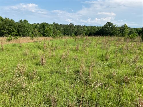 Pierce Road Tract, 10.49+ Acres : Honoraville : Butler County : Alabama