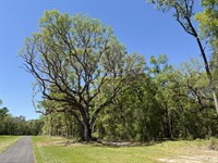 Irvine Acres, Lot 5 : Reddick : Marion County : Florida