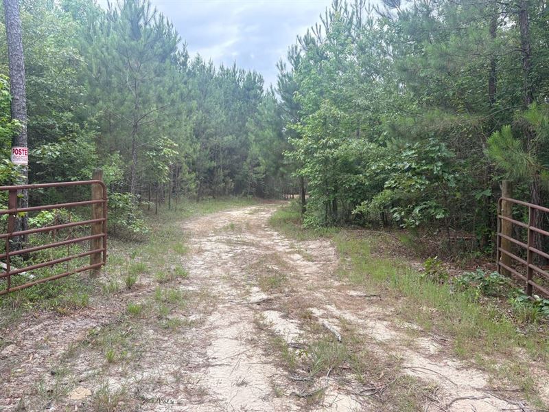 Live & Hunt 12 Acre Lot : Sandersville : Washington County : Georgia
